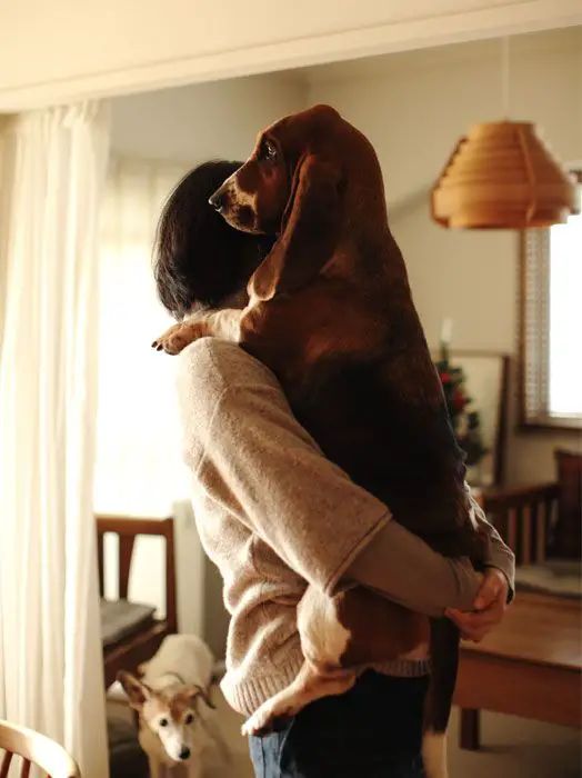 A relaxed hound dog enjoying its home environment.