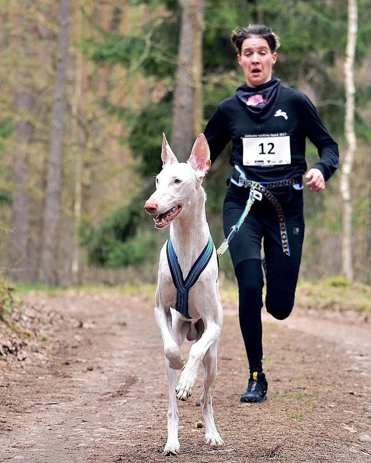 A hound dog participating in a search-and-rescue mission