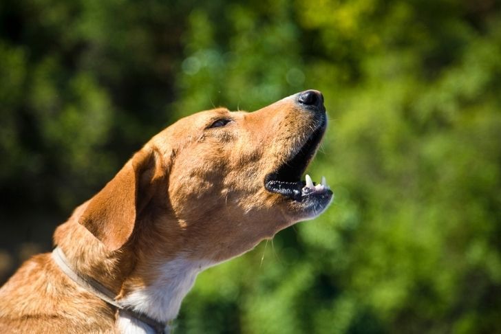 how to stop dog barking in seconds