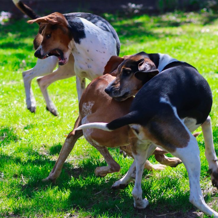 A happy family enjoying time with their hound dog