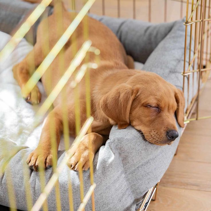 golden retriever puppies