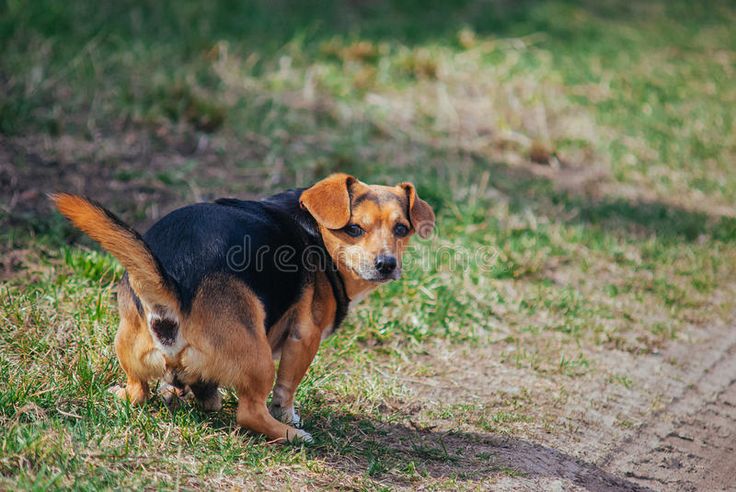 giardia dog poop picture 