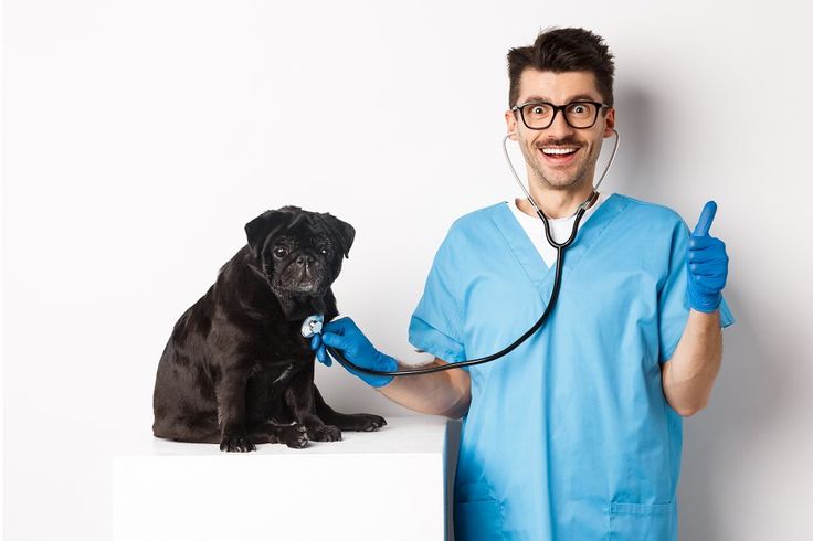 A veterinarian conducting a health check-up on a dog for signs of canine influenza