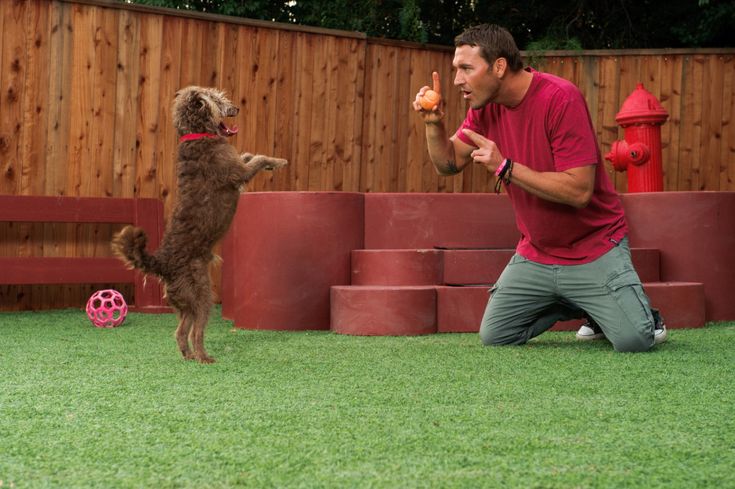 dog obedience training near me 