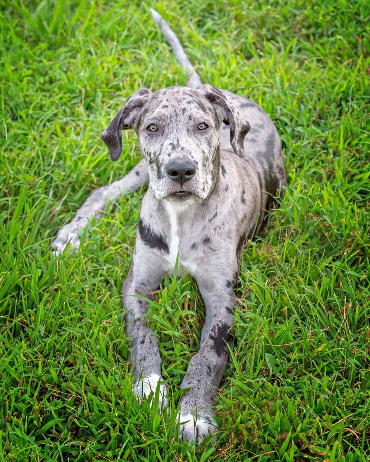 life expectancy of great dane dogs 