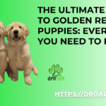 The Ultimate Guide to Golden Retriever Puppies: Everything You Need to Know