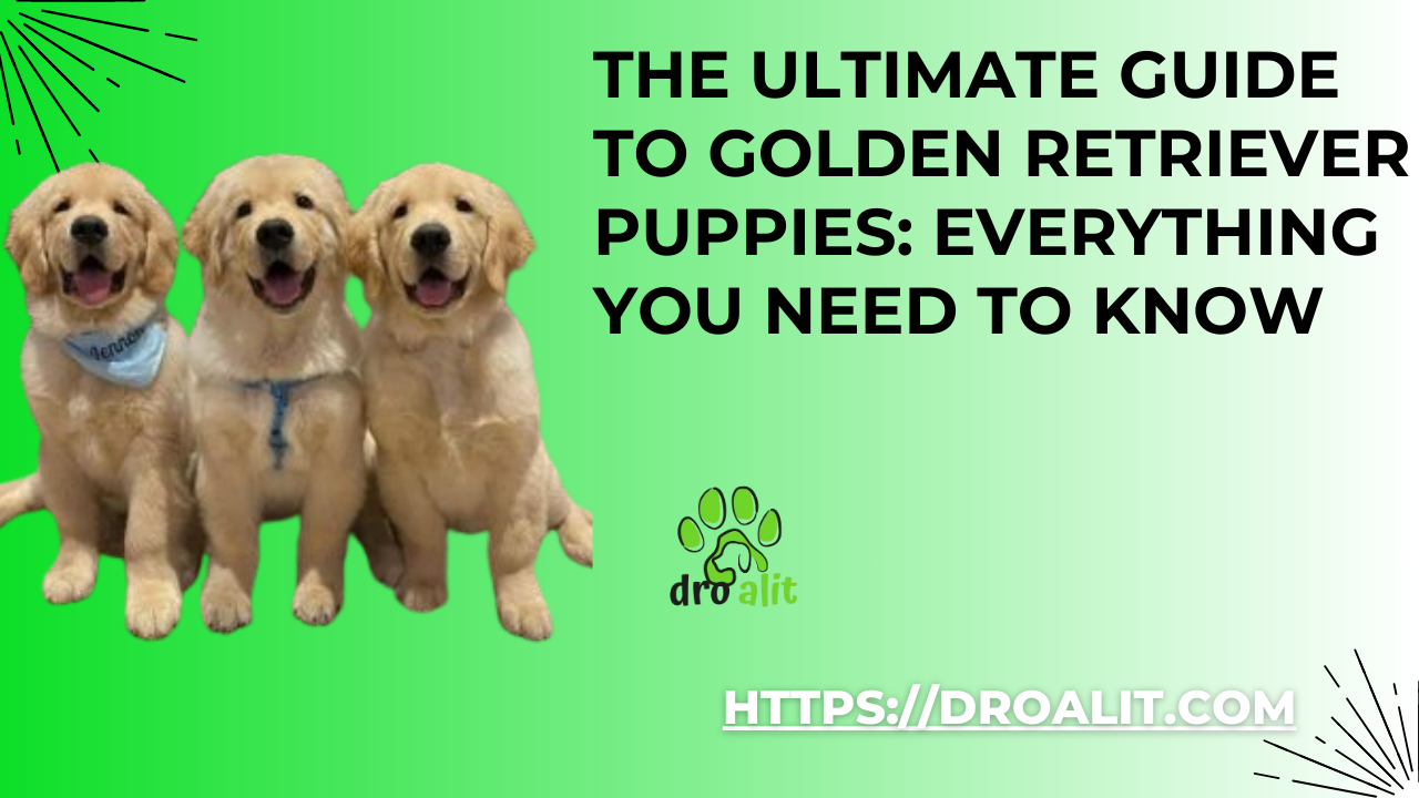 The Ultimate Guide to Golden Retriever Puppies: Everything You Need to Know