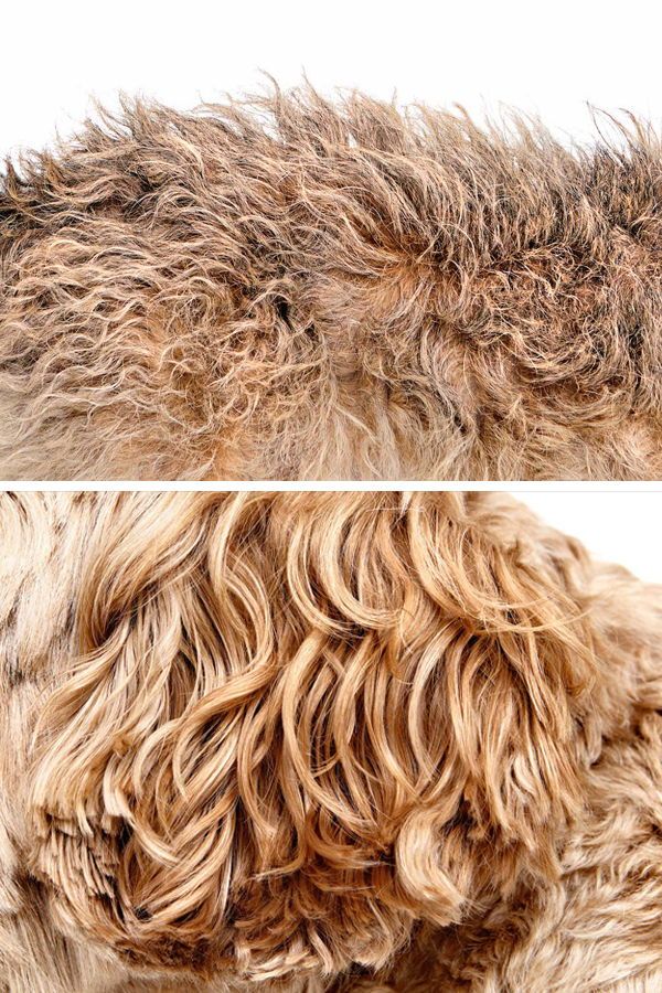 how to minimize shedding in dogs