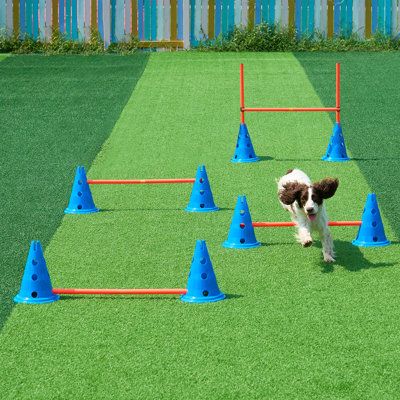 dog training classes near me