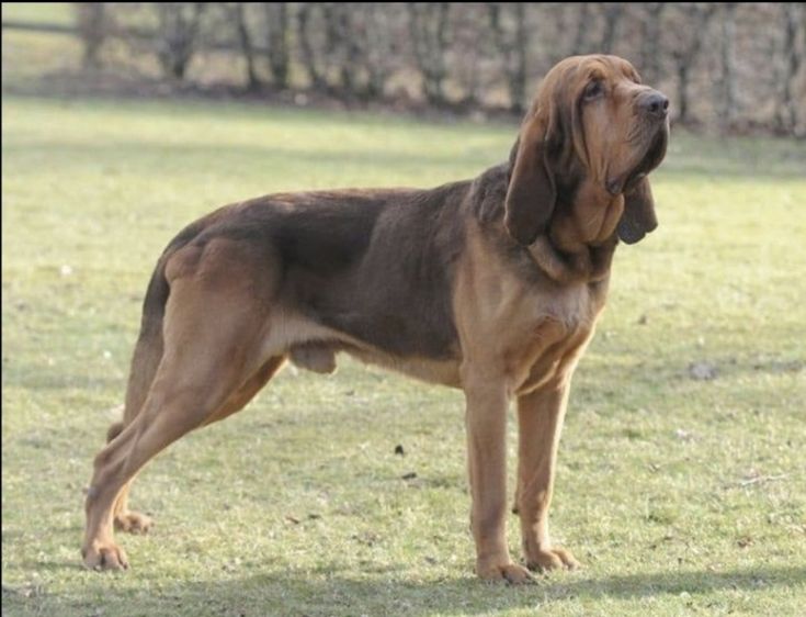 A Bloodhound tracking a scent trail with focus.