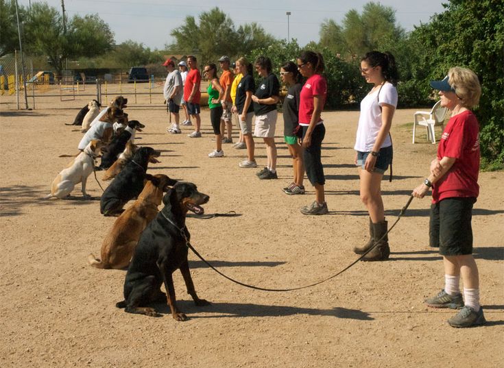 dog training near me