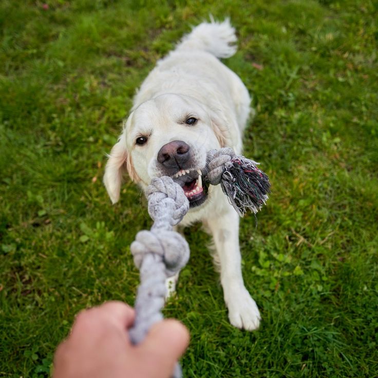 dog obedience training near me 