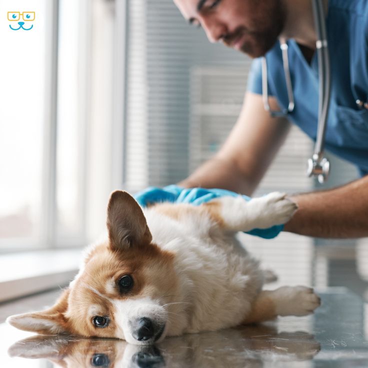 A dog receiving the bivalent influenza vaccine at a veterinary clinic